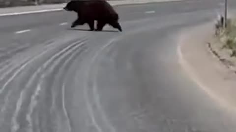 Bear Strolls Across California Roadway