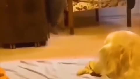 funny_animals_compilation#😘(480p)