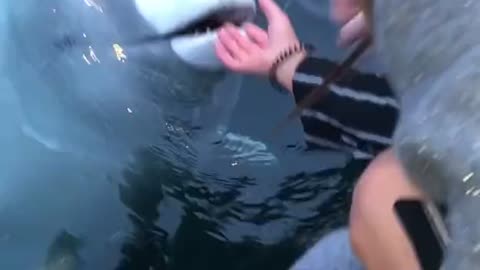 Beluga whale retrieves dropped phone from the water 😮