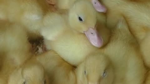 Cute Fluffy Yellow Ducklings - Cute Baby Duck Chicks #shorts #duckling #chicks #babyanimals #duck