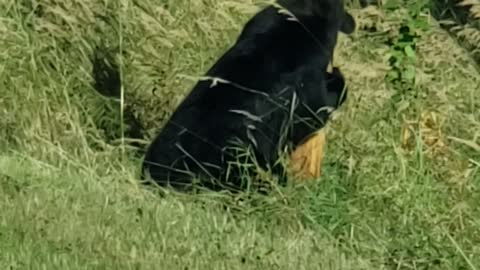 Itchy Black Bear Appears to Dance on Pole