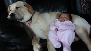Cachorro de Labrador cuida a beba recién nacida