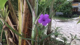 Beautiful purple flowers bloom in the morning