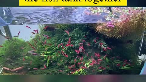 200 red shrimps enter the fish tank together
