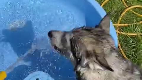 Husky Saves Kids From Drowning!