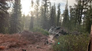 Forest Hiking in Snow Flurries – Central Oregon – Edison Sno-Park – 4K