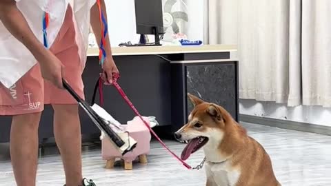 #Shiba Master successfully aroused the principal's desire to conquer