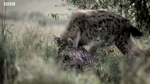 Disturbing Encounter with Hyena Mother | Bad Natured