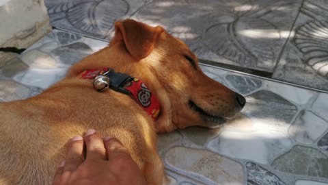 Petting A Sleeping Dog On The Floor