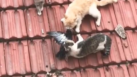 Cute cat fight cute and funny cat baby cat