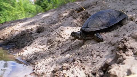 Turtle getting into a river