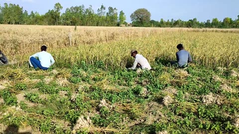 Real Life Style In Uttar Pradesh Village || Indian Rural Morning Life || Rural Life India