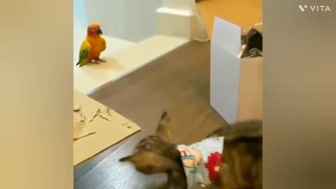 Cute and funny cats video