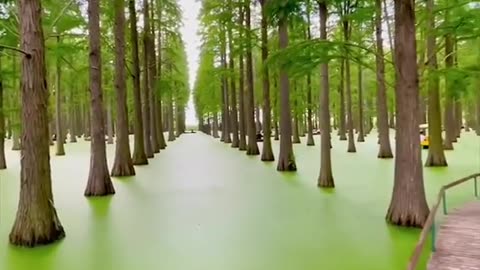 Floating forest at Huayang Lake Wetlands park in china