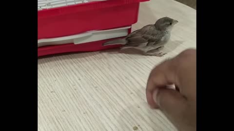 How to Save Baby Sparrow