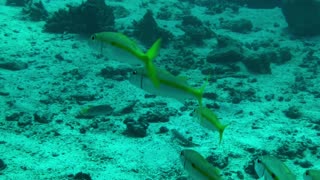 I followed A School of Goatfish - No Sound