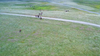 Prairie horses