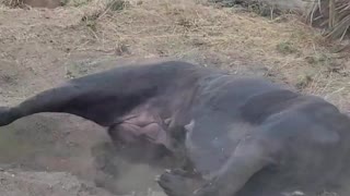 Doggo Takes Dirt Bath