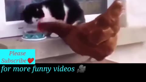 Hen is Like a Boss, Hen and Cat fight video