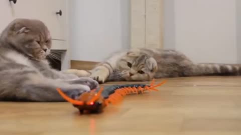 Cat is soking 😮😮😮 cat 🤣🤣🤣 amazing video funny