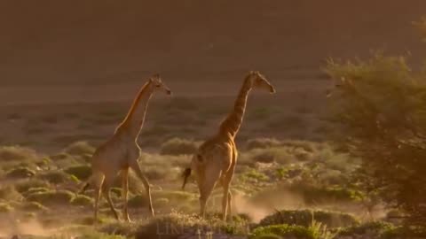 Lion Vs Camel Biggest Fight Caught On Camera _ The Lions Made A Mistake By Messing With The Camel