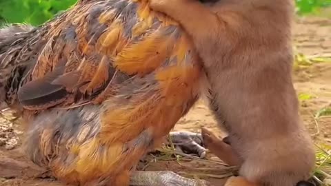 Friendship _ Puppy and Chicken . A Beautiful Moment