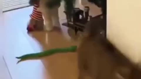 Funny Animals Cats/Snacks video
