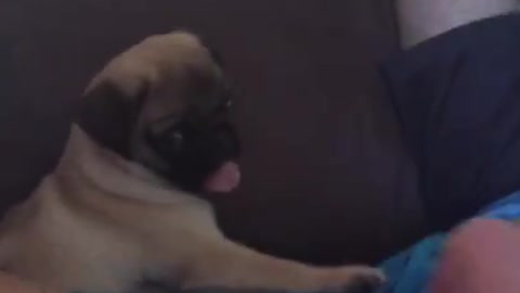 Confused pug puppy delivers hilarious facial expression