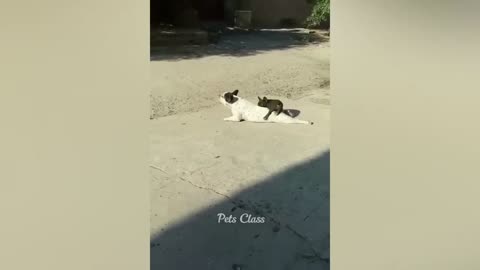 Funny Dogs and Cats Video in 2023 😺🐶 Part 1