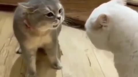 So Funny Angry cat🤣🤣