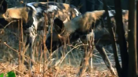 Circle of Survival: Wild Dog Pack Pursues Gazelle in Thrilling Chase