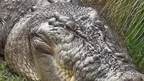 Biggest GAINT Crocodile