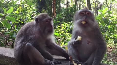 The Monkey Forest of Ubud, Bali, Indonesia