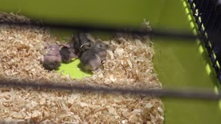 Cute Hamster Babies