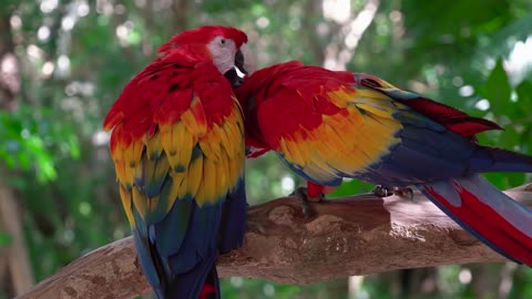 Red and Colorful Parrots: The Ultimate Eye-Candy for Bird Lovers