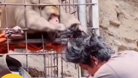 Monkey attack on man