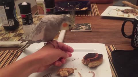 Cockatiel eating a cinnamon roll