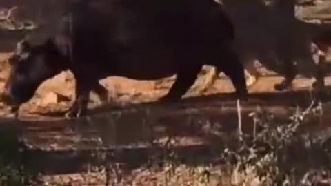 Hippopotamus attacked by lions but can't escape...