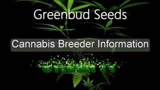 Greenbud Seeds - Cannabis Strain Series - STRAIN TV