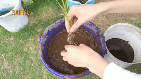 How to grow rice from store-bought brown rice