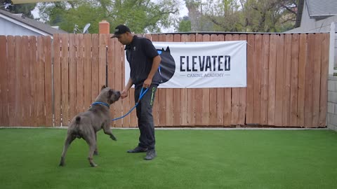 Dog Training video New