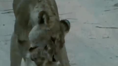 Two Lion Cubs With Mom - #shorts #animals