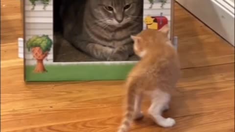 Funny Cat videos pt 6 #short