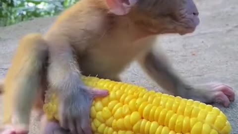 the corn is bigger than baby😂