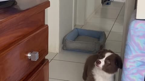 Puppy's First Time Seeing the Printer Print
