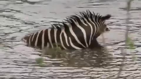A zebra falls into a crocodile swamp