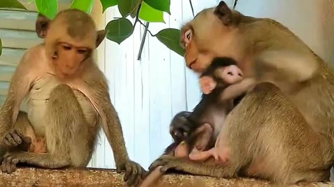 New Cutest funny video 2023 🤣 Animal doing things monkey