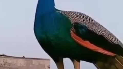 Peacock sound
