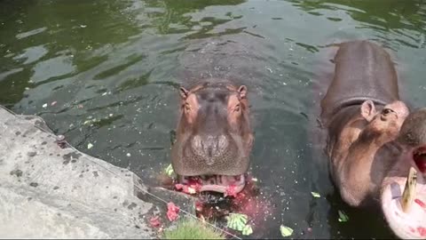 Hippo juicer