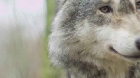 Wolf Canine Animal Wildlife Predator Mammal